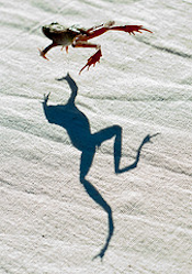 leap into self employment